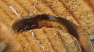 Illustration for article titled Ants Are So Passé, You Need a Termite Farm On Your Desk